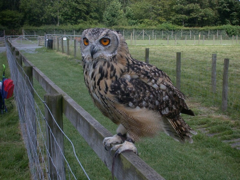 Δημόσια κατακραυγή (video)
