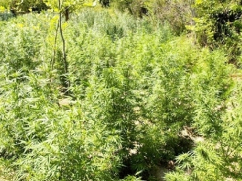 Κήπος γεμάτος χασισόδεντρα