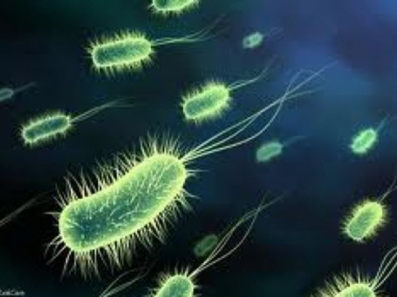 Ανησυχία για το βακτηρίδιο