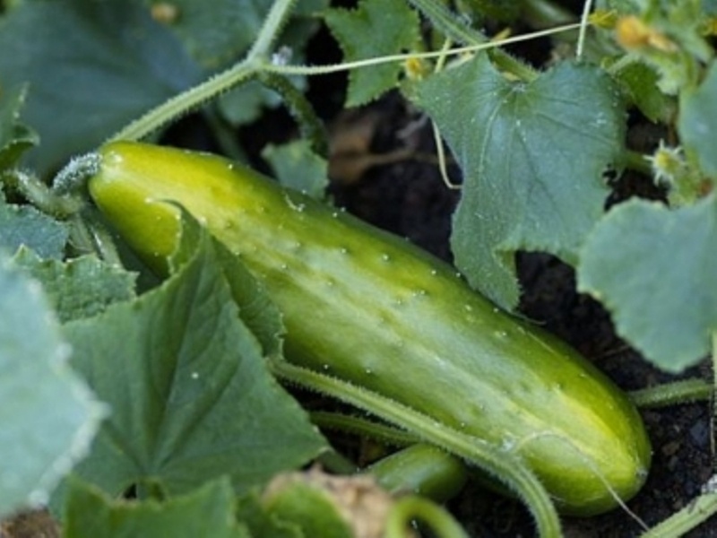 Συναγερμός στην Ευρώπη