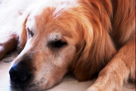 Κρέμασε σκύλο συγχωριανού του