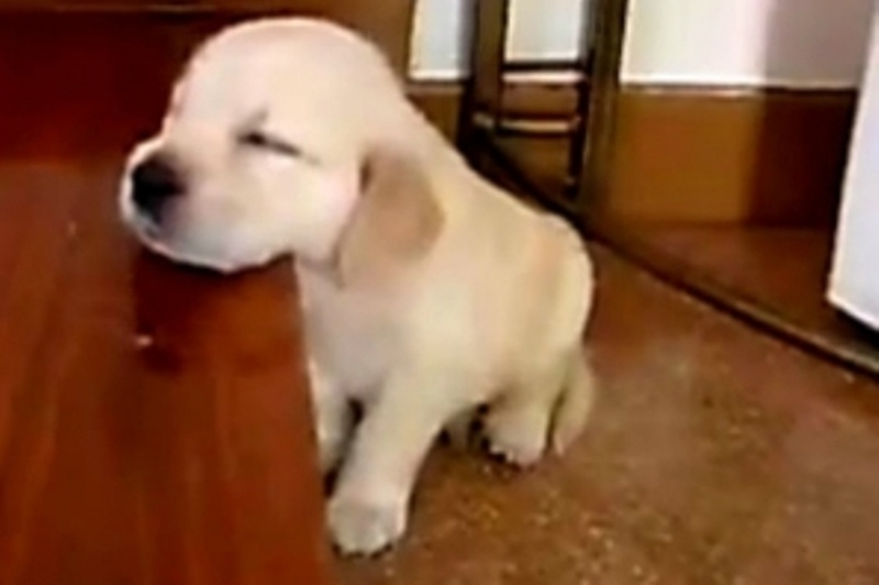 VIDEO: Το You Tube «υποκλίνεται» σε ένα πέντε μηνών κουτάβι!