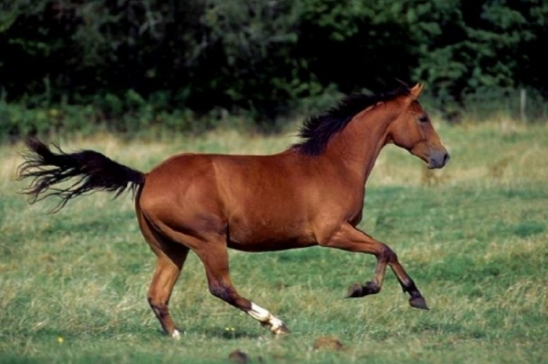Αφηνιασμένο άλογο συγκρούστηκε με Ι.Χ.