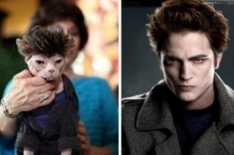 Διάσημοι που μοιάζουν με γάτες