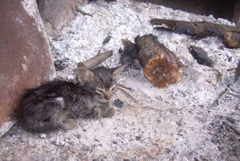 Σκότωνε και έτρωγε γάτες