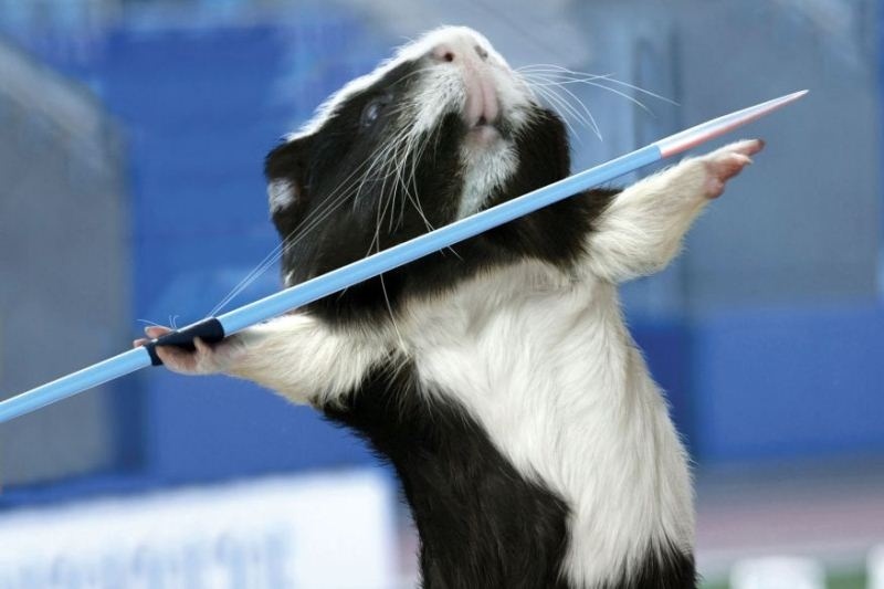 Ολυμπιονίκες… τρωκτικά (photos)