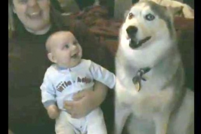 Το Χάσκι «μιλάει» και το μωρό γελάει (video)