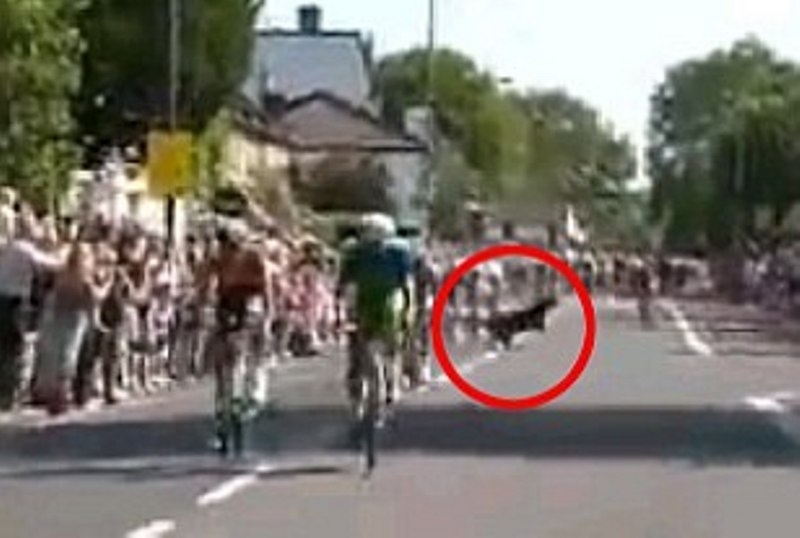 Λονδίνο 2012: Αδέσποτος σκύλος έκανε... ποδηλασία (photos)