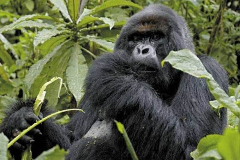 Γορίλλας κρεμάστηκε κατά λάθος σε ζωολογικό κήπο