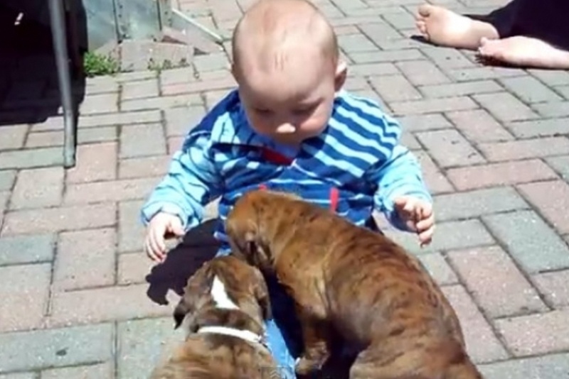 Απίθανο βίντεο: Μπόμπιρας παίζει με κουταβάκια