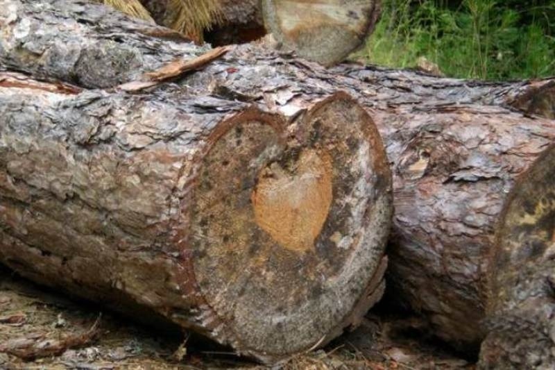 Δεν θα πιστεύετε τι έχει αυτό το δέντρο μέσα στον κορμό του!
