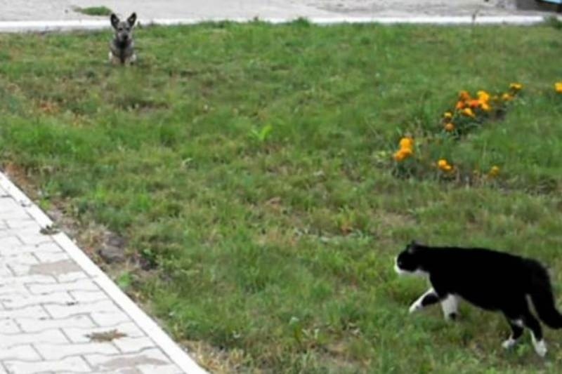 Επική μονομαχία σκύλου και γάτας (video)