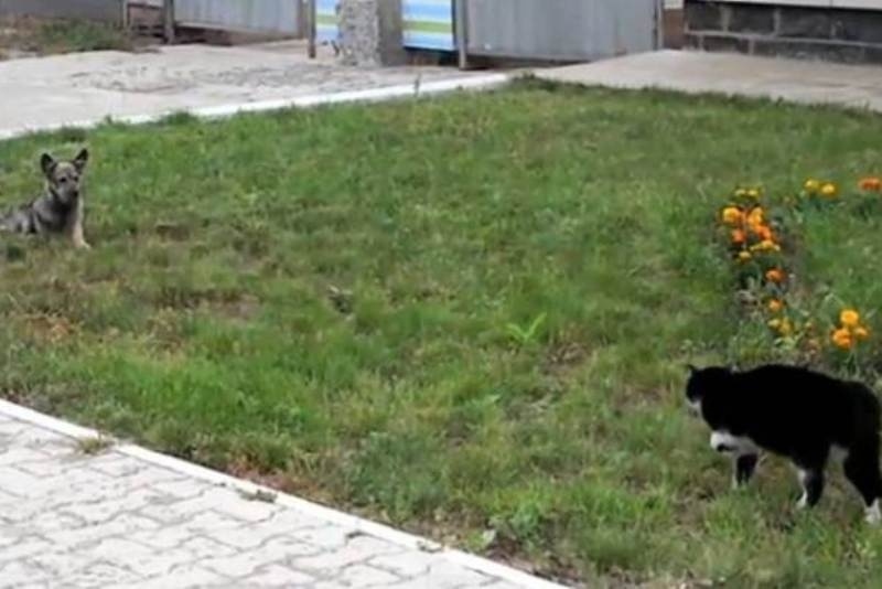 Video: Επική μονομαχία σκύλου και γάτας