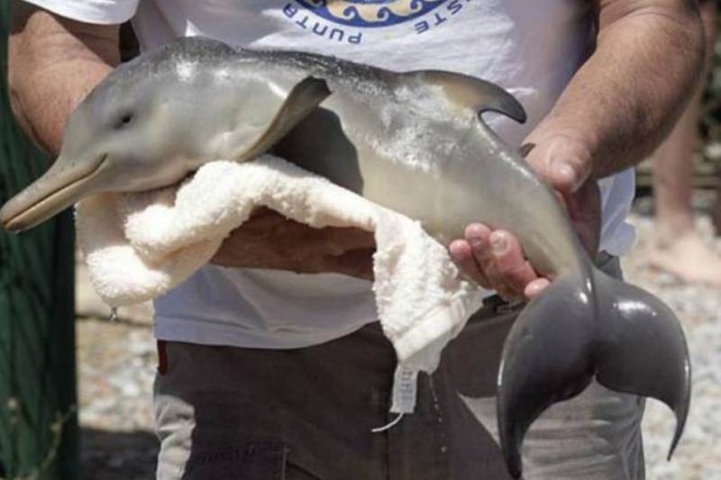 Ένα πανέμορφο μωρό δελφίνι! (photos)