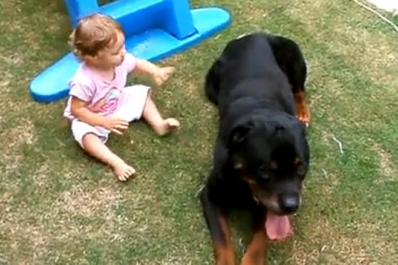 Μπόμπιρας... επιτίθεται σε ροτβάιλερ! (video)