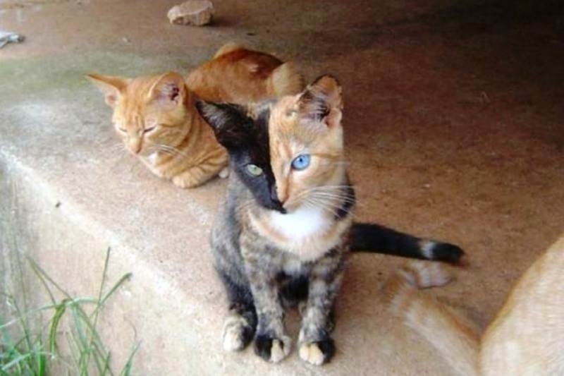 Video: Η πιο... cool γάτα που έχει τρελάνει το Διαδίκτυο!