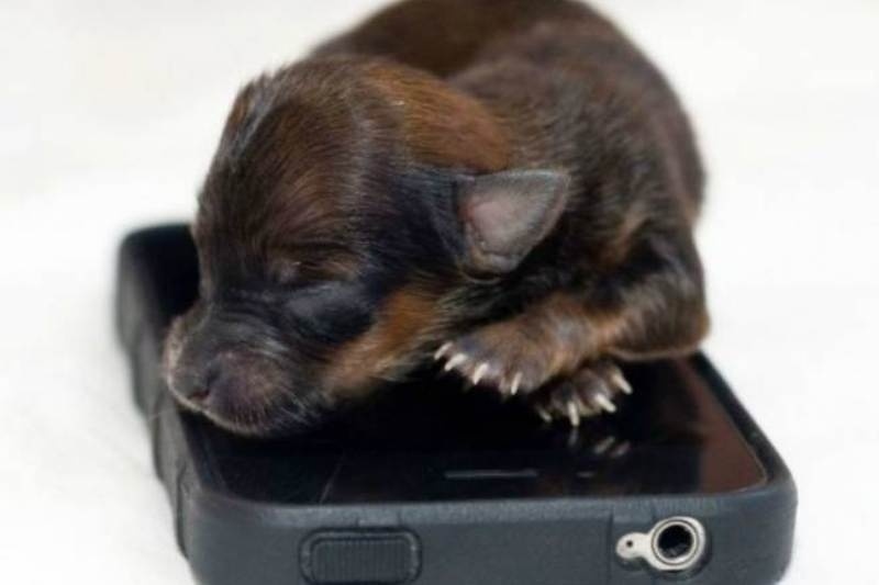 Κουτάβι έχει μέγεθος ενός iPhone (pics)
