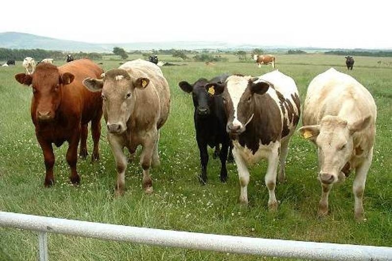 Η βλακεία είναι - τελικά - αγχολυτικό