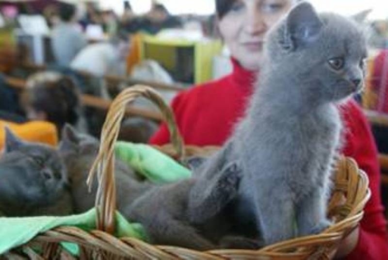 Το γατάκι του Πούτιν θα ζήσει έξι μήνες στο αεροδρόμιο του Τόκιο