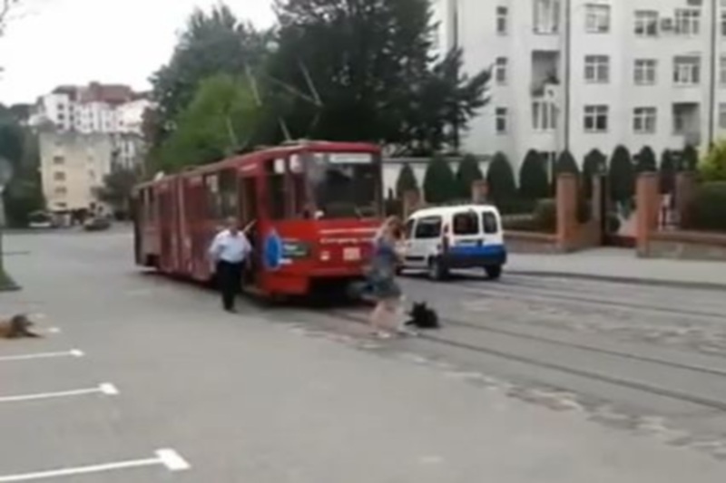 Εκπληκτικό: Σκύλος προσπάθησε να... αυτοκτονήσει στο τραμ!