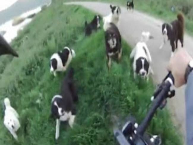 Απίστευτο βίντεο: Ελληνας ποδηλάτης δέχεται επίθεση από 25 σκυλιά