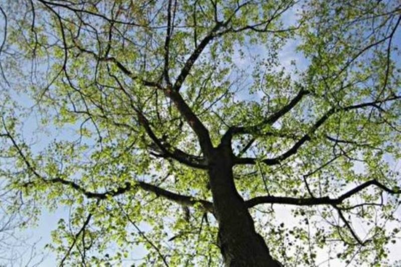 ΦΩΤΟΓΡΑΦΙΑ – ΣΟΚ στην Ηλεία: Κρέμασε σκύλο σε δέντρο