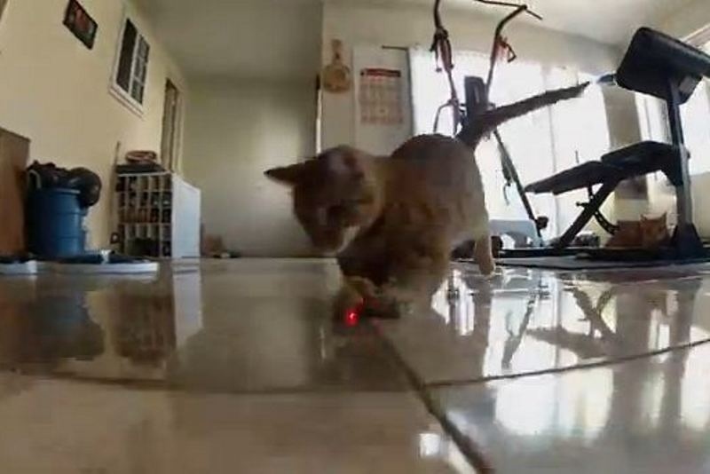 Γάτες εναντίον λέιζερ: H… τελική αναμέτρηση (video)