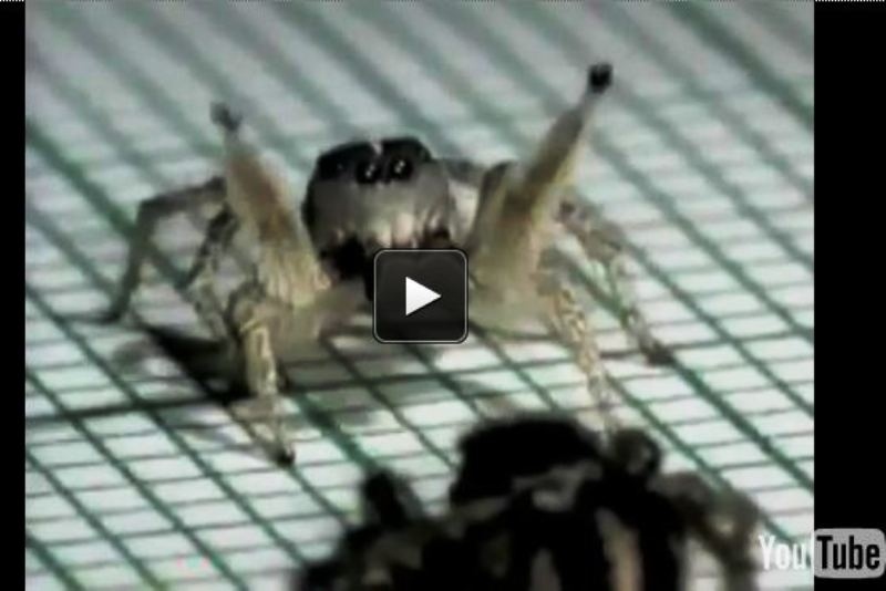 Απίστευτο: Μια αράχνη σε ρυθμούς... ρούμπα!