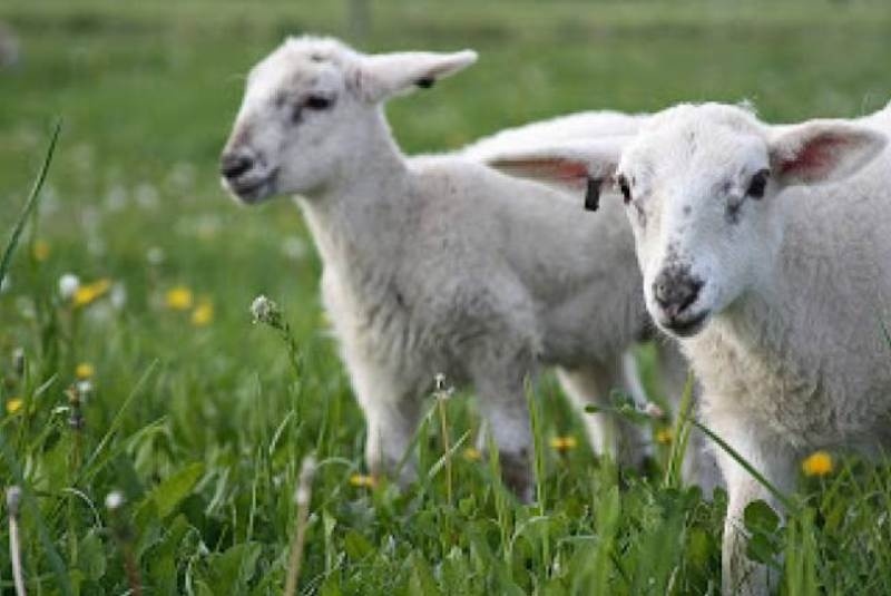 Κοπάδι πρόβατα βόσκησε… χασίς!