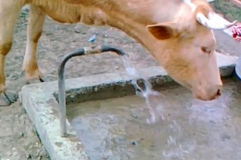 To βόδι αποδείχτηκε... γάτα με πέταλα! (video)