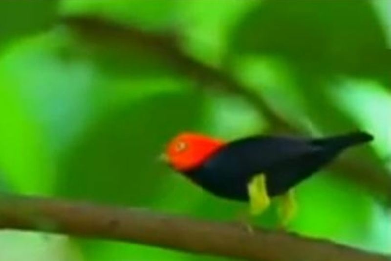 Δείτε το πουλί που χορεύει σαν τον Μάικλ Τζάκσον (video)