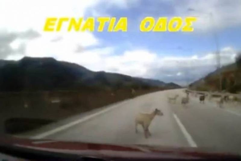 Απίστευτο βίντεο: Μπήκαν τα γίδια... στην Εγνατία οδό!