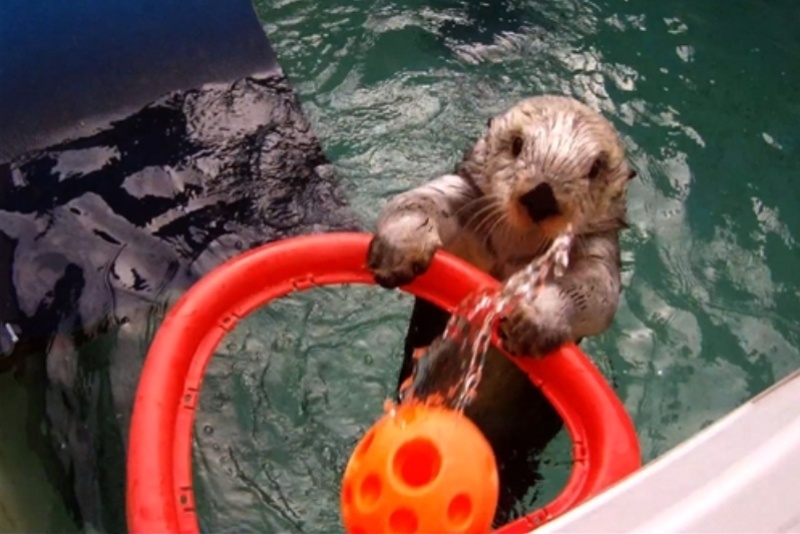 Πόρτλαντ Τρέιλ Μπλέιζερς: Ενυδρίδα που καρφώνει! (video)