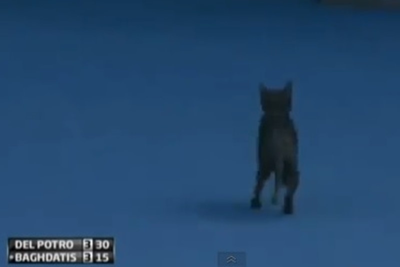 Μαυρόγατα... «έφαγε» τον Παγδατή! (video)