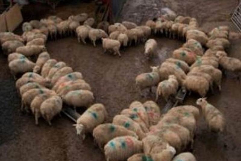100 πρόβατα σε τέλειο σχηματισμό καρδιάς (pics)