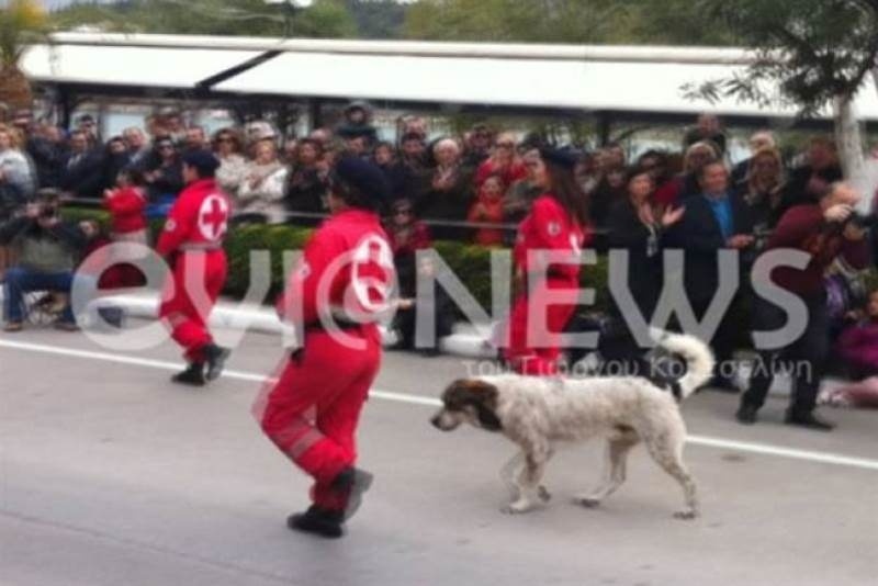 Χαλκίδα: Έκανε παρέλαση και ο σκύλος!