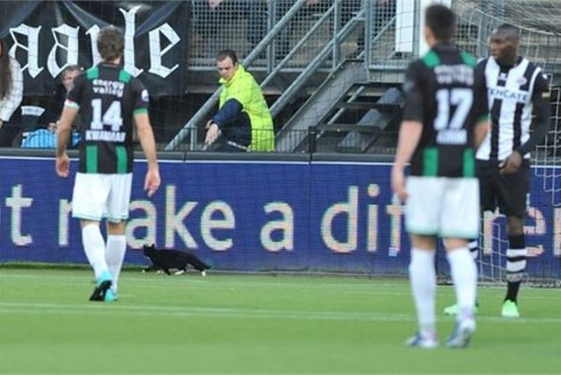 Ολλανδία: Γάτα εισέβαλε στο Χέρακλες – Χρόνινγκεν (video)