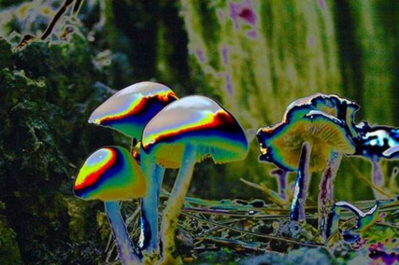 ΣΟΚ: Ξερίζωσε μόνος του κομμάτι από...