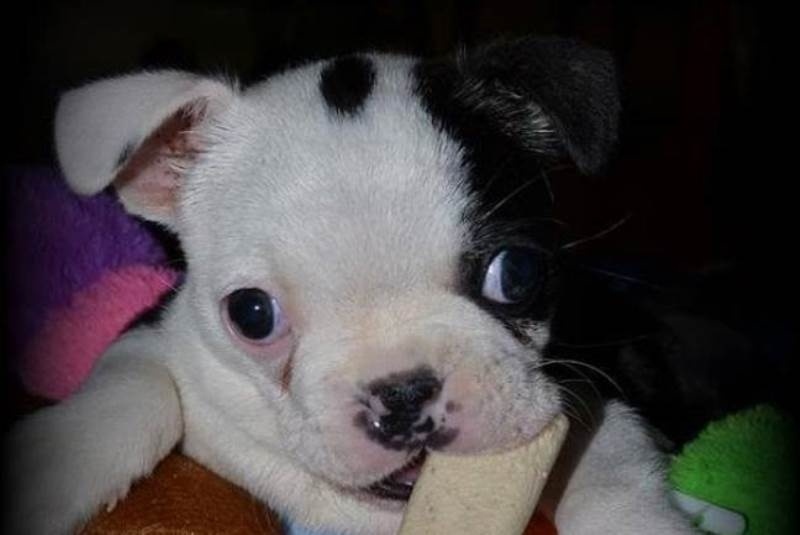 Βίντεο: Η συγκλονιστική ιστορία του μικρού κουταβιού με αναπηρία