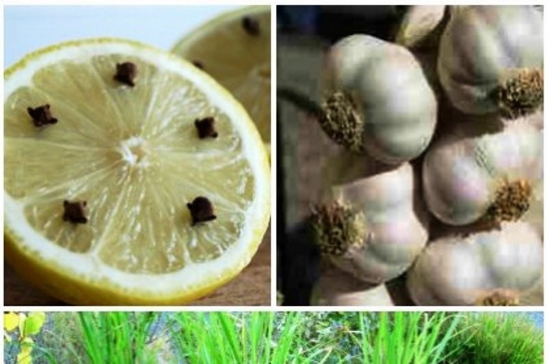 Οι τρεις… μαγικοί τρόποι της γιαγιάς που κρατούν μακριά τα κουνούπια