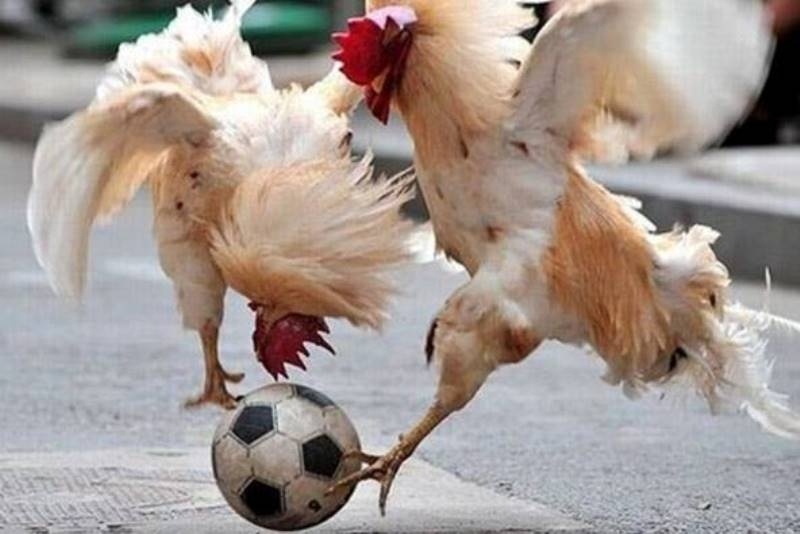 Ποδόσφαιρο, θυσίες και ζώα! (photos+videos)