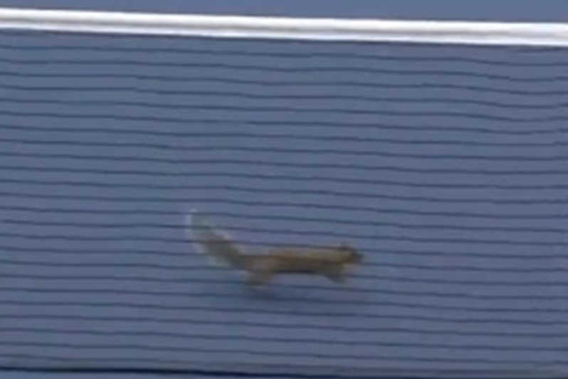 US Open: Ο σκίουρος ξαναχτύπησε! (videos)