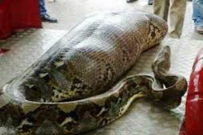 H φωτογραφία που προκαλεί παγκόσμιο σάλο: Πύθωνας κατάπιε άνθρωπο;