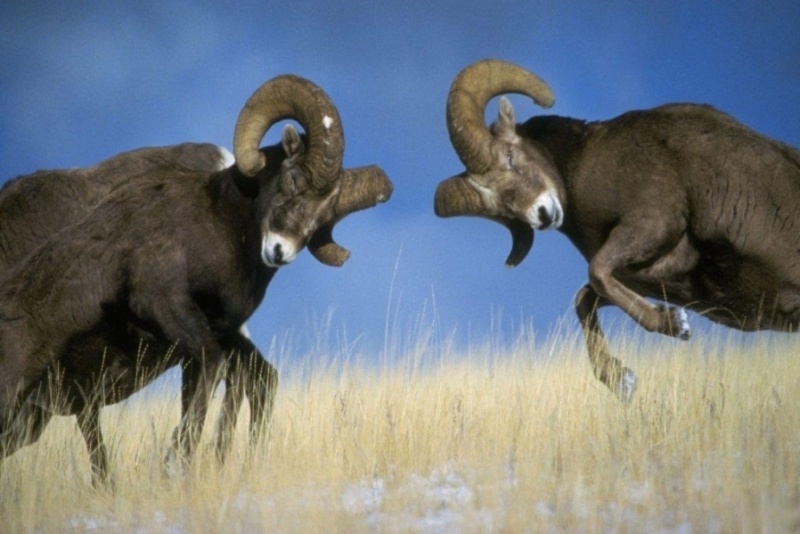 Ευχές απο έναν Κριό για το 2014