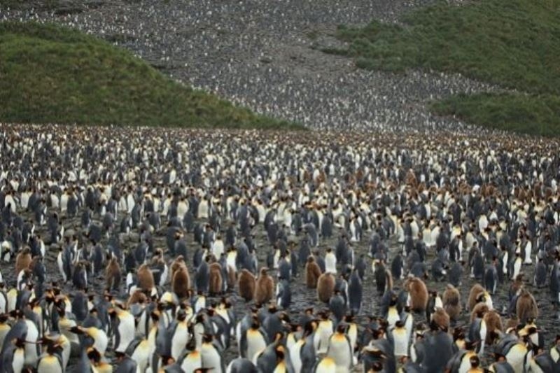 Ο μεγαλύτερος «βρεφικός σταθμός» στον κόσμο ανήκει στους... πιγκουίνους! (εικόνες)