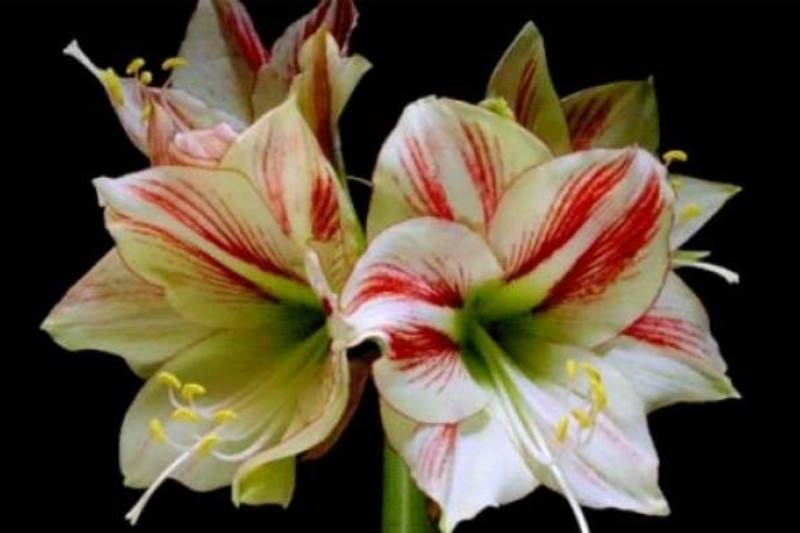 Λουλούδια ανθίζουν σε γρήγορη κίνηση! (pics)