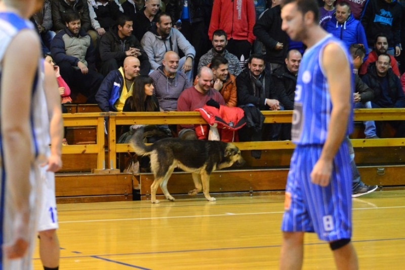 ΕΣΚΑΚ: Σκύλος διέκοψε αγώνα (photos)
