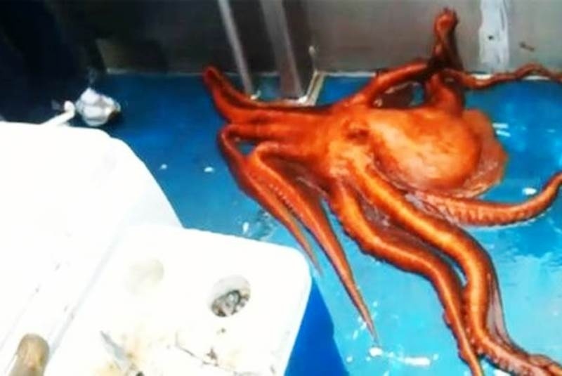 Αλάσκα: Η απόδραση του αιώνα από ένα… χταπόδι