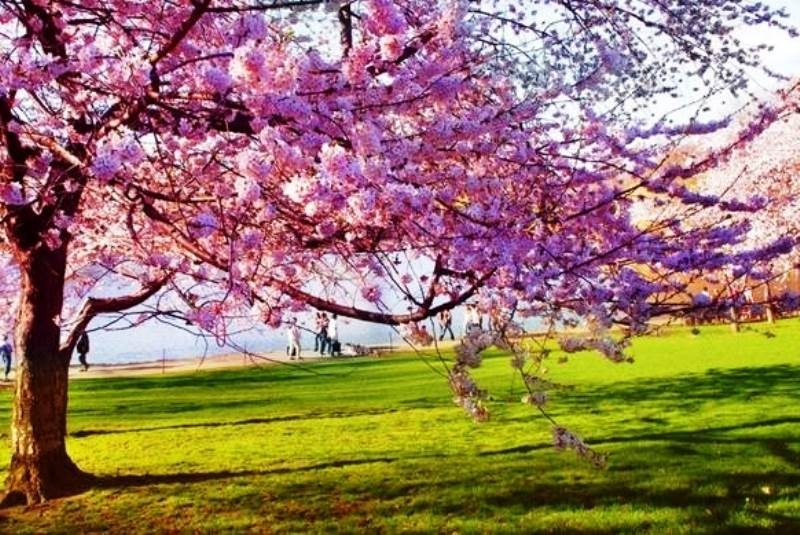 Η πρώτη μέρα της άνοιξης:  Η φωτογραφία που σαρώνει το διαδίκτυο