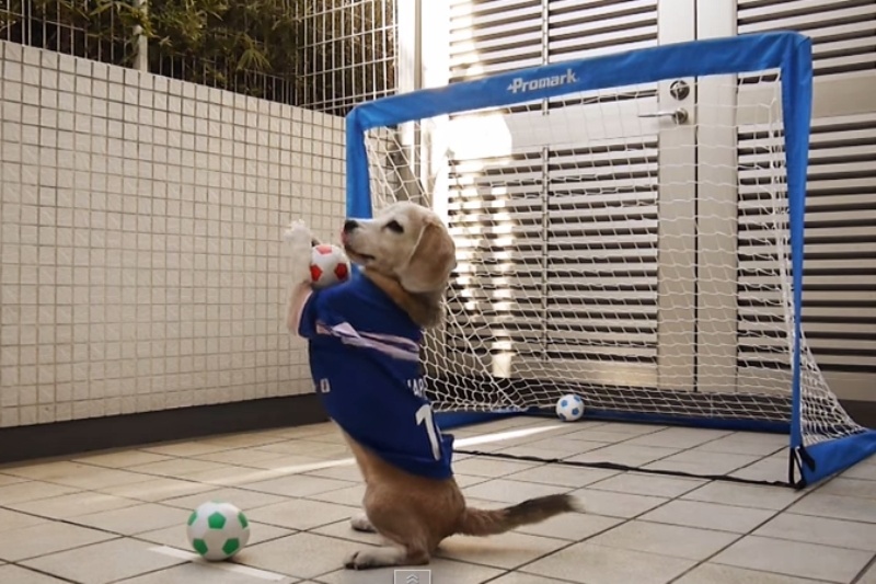 Ο τετράποδος … Νόιερ (video)